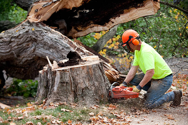 Best Lot and Land Clearing  in Menlo Park Terrace, NJ